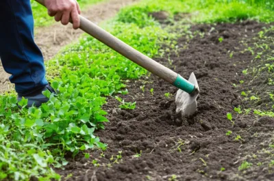 Illustration hoed - Image 1