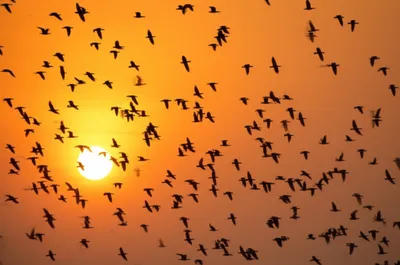 Illustration phalanxes - Image 1