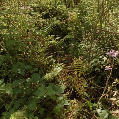 Illustration weeds - Image 1