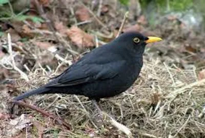 Illustration blackbird - Image 2