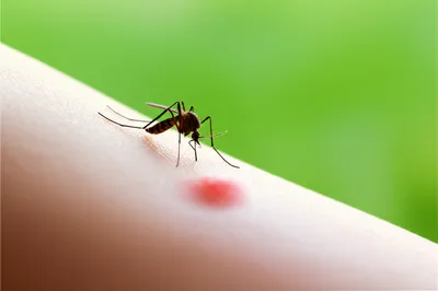 Illustration sting - Image 1