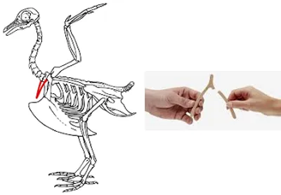 Illustration wishbone - Image 2