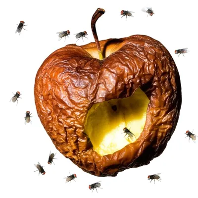 Illustration bitten - Image 1