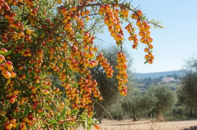 Illustration azarole - Image 1