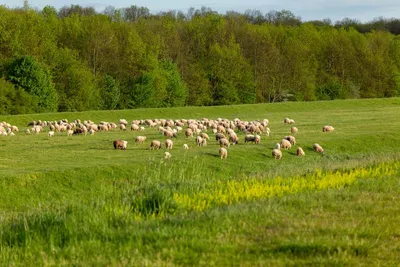 Illustration pasturage - Image 2