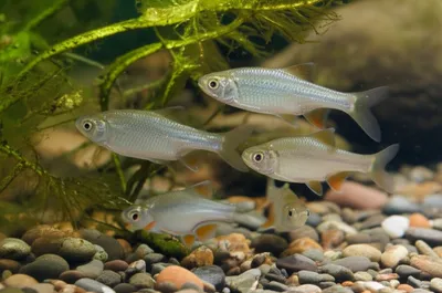 Illustration fingerlings