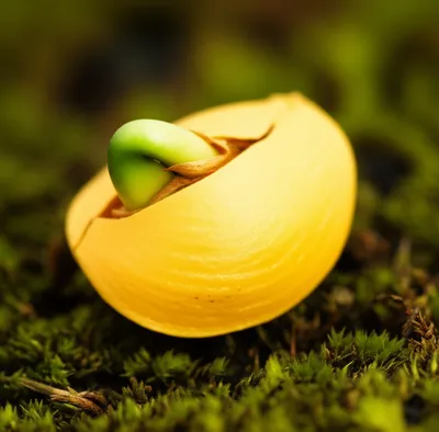 Illustration ginkgos - Image 1