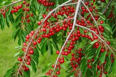 Illustration cluster - Image 1