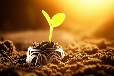 Illustration initialization