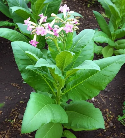 Illustration tobacco