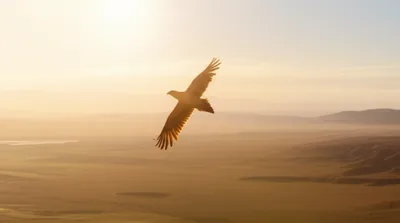 Illustration freedoms - Image 1