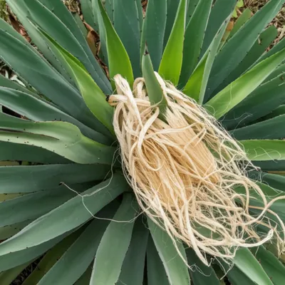 Illustration pita - Image 1