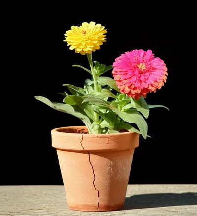 Illustration redoubled - Image 1