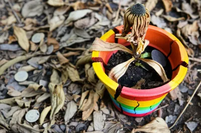 Illustration fails - Image 1