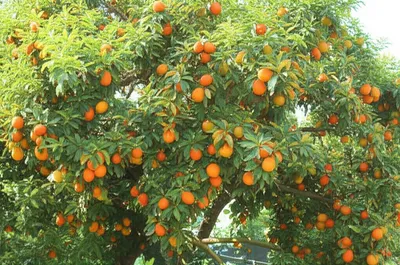 Illustration affords - Image 1