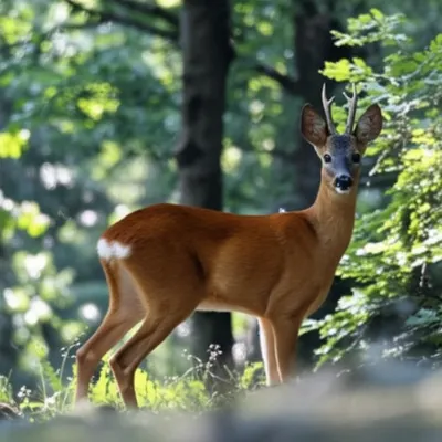 Illustration roe-deer - Image 1