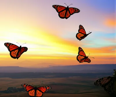 Illustration migrant - Image 1