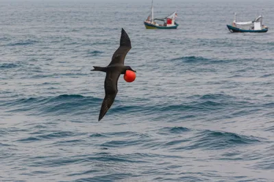 Illustration frigate - Image 1