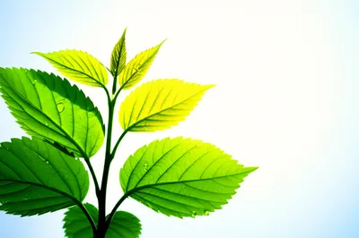 Illustration sunlight - Image 1