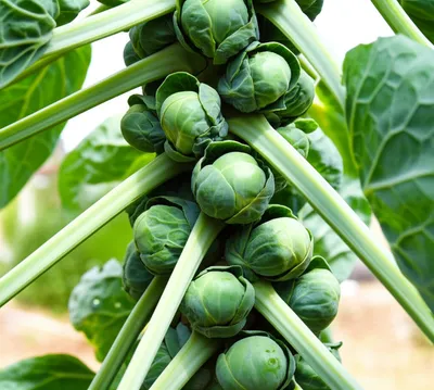 Illustration sprout - Image 1