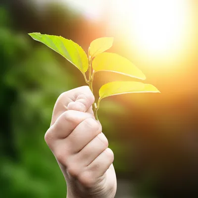 Illustration leash - Image 1