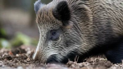 Illustration root - Image 1