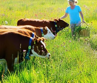 Illustration foraged - Image 1