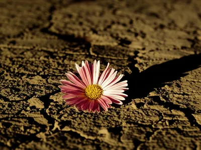 Illustration killed - Image 1