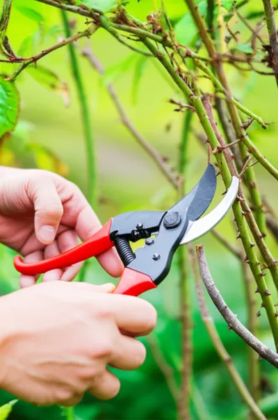 Illustration primes - Image 1