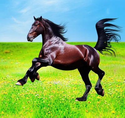 Illustration prancing - Image 1