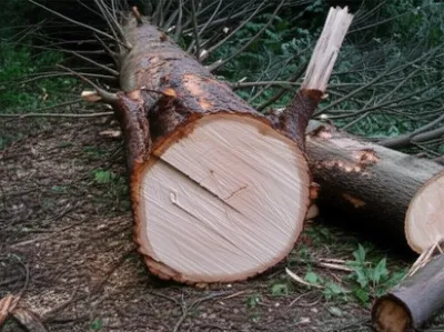 Illustration limb - Image 1