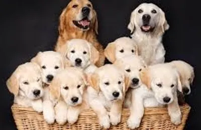 Illustration breed - Image 2