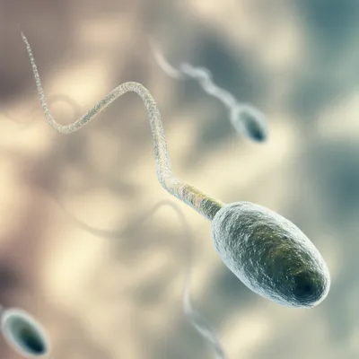 Illustration flagellum - Image 1