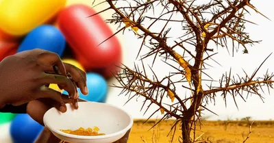 Illustration acacias - Image 2