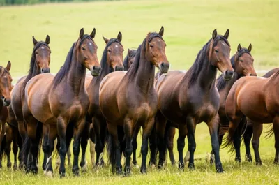 Illustration studs - Image 1