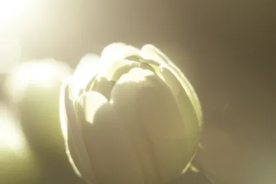 Illustration caressing - Image 1