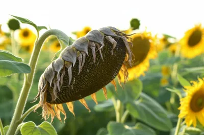 Illustration limp - Image 1