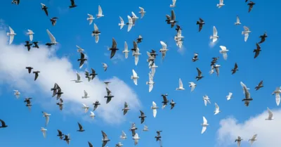 Illustration flight - Image 1