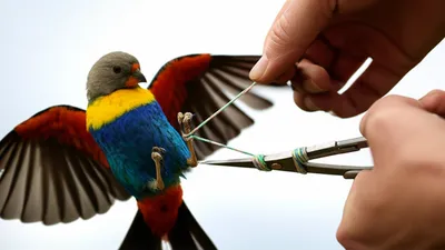 Illustration disentangle