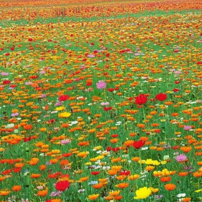 Illustration asprawl - Image 1