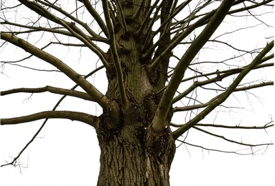 Illustration superclass - Image 1