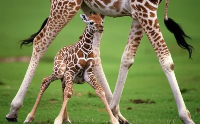 Illustration baby - Image 1