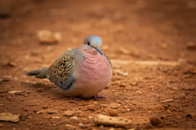 Illustration ruddies - Image 1