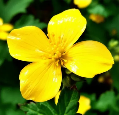 Illustration buttercup