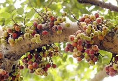 Illustration fig - Image 2