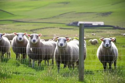 Illustration interbreed