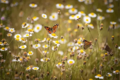 Illustration annual - Image 1