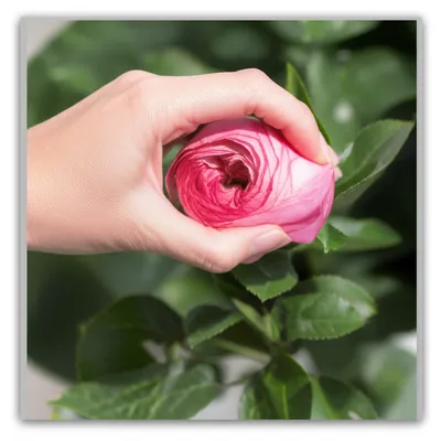 Illustration constricts - Image 1