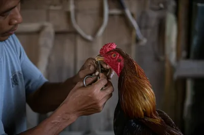 Illustration dub - Image 1