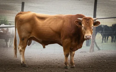 Illustration stags - Image 1